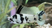 MOLLY DALMATA